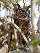 Greyish Eagle-Owl