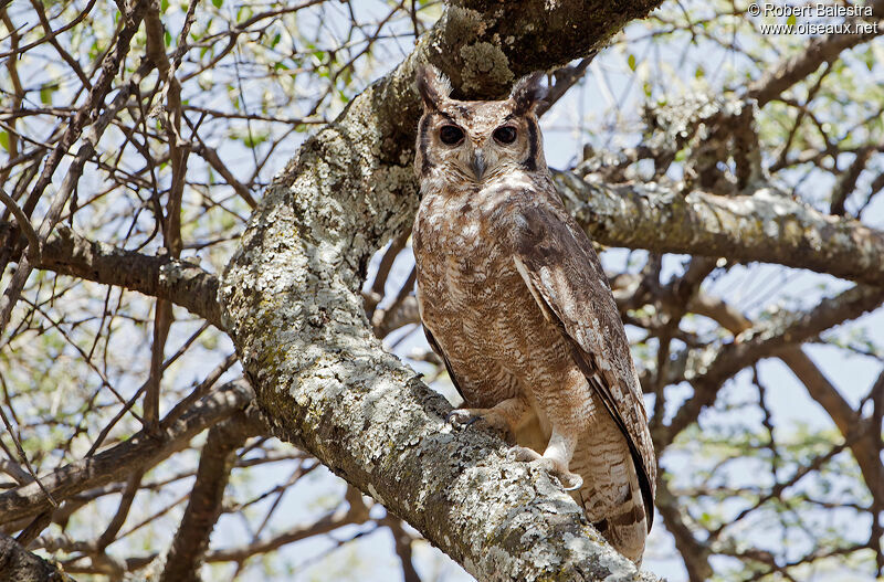 Greyish Eagle-Owl