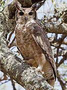 Greyish Eagle-Owl