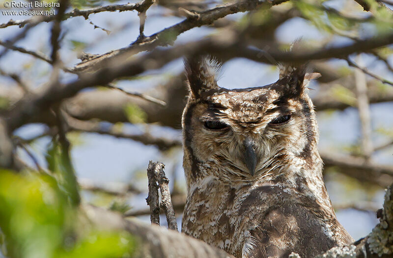 Greyish Eagle-Owl