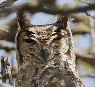 Greyish Eagle-Owl