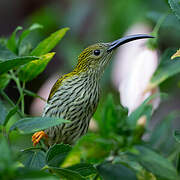 Streaked Spiderhunter