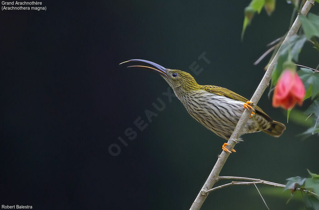 Streaked Spiderhunter