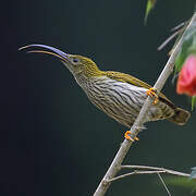 Streaked Spiderhunter