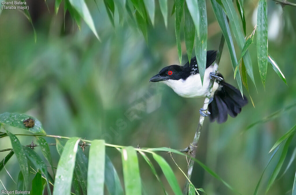 Great Antshrike