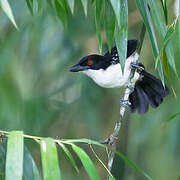 Great Antshrike