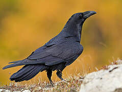 Northern Raven