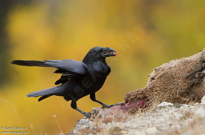 Northern Ravenadult, feeding habits, Behaviour