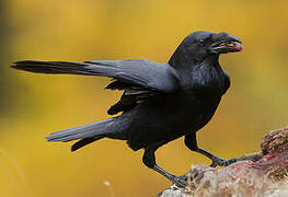 Northern Raven