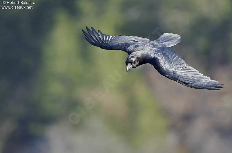 Northern Raven