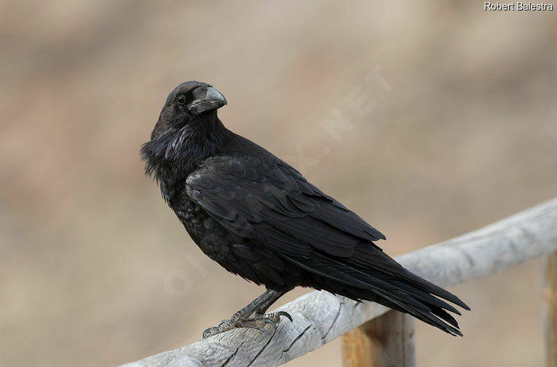 Northern Raven