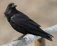 Northern Raven