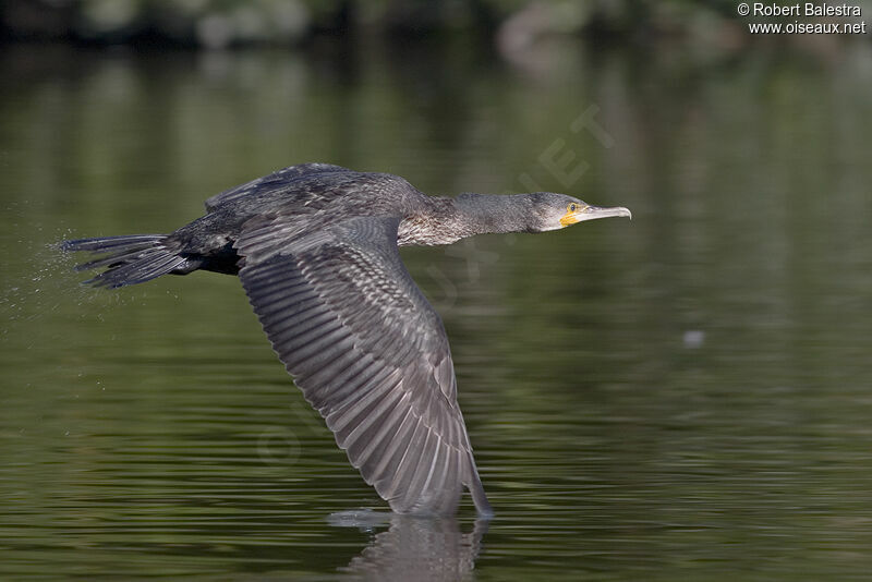 Great Cormorant