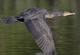 Great Cormorant