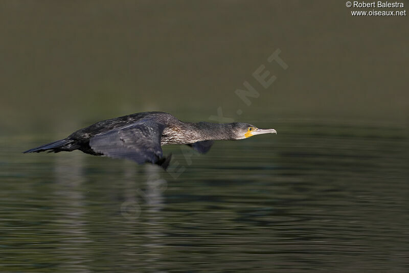 Great Cormorant