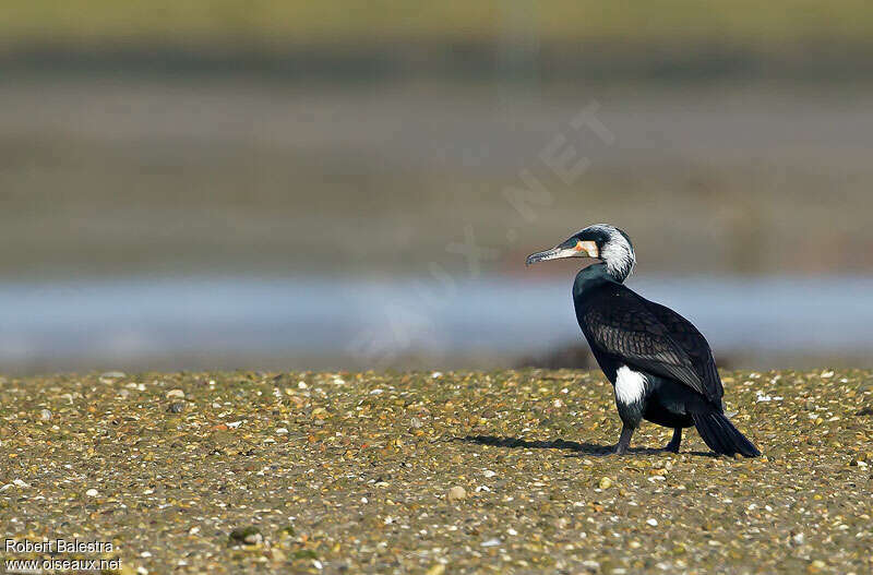 Great Cormorantadult breeding, identification