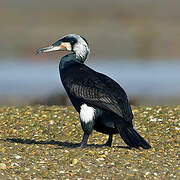 Great Cormorant