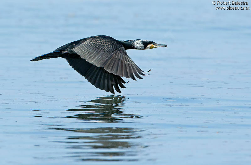 Great Cormorantadult breeding