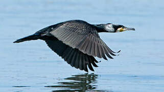 Great Cormorant