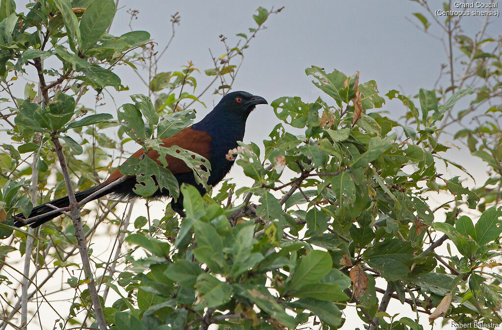 Greater Coucal