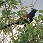 Greater Coucal