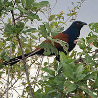 Grand Coucal