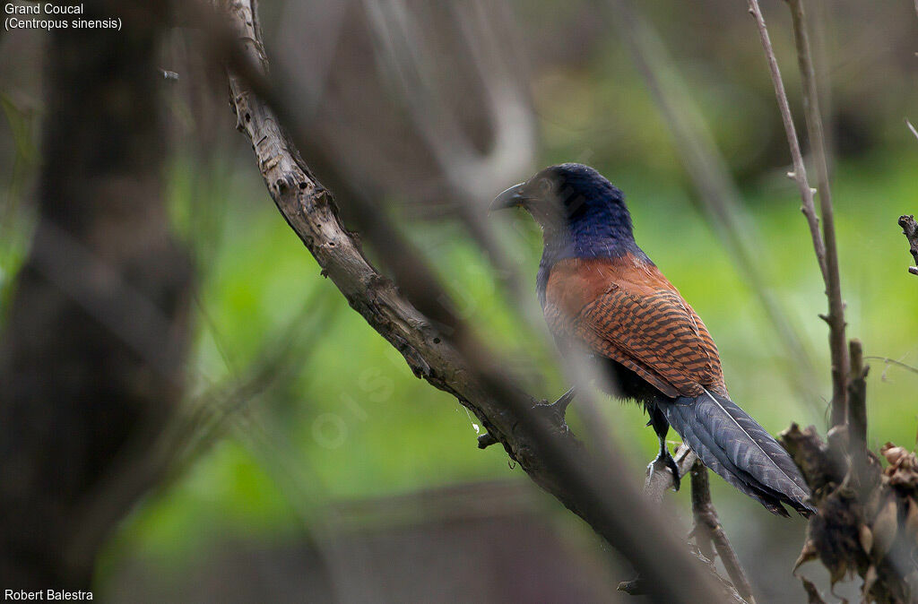 Grand Coucal