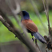 Greater Coucal