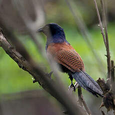 Grand Coucal