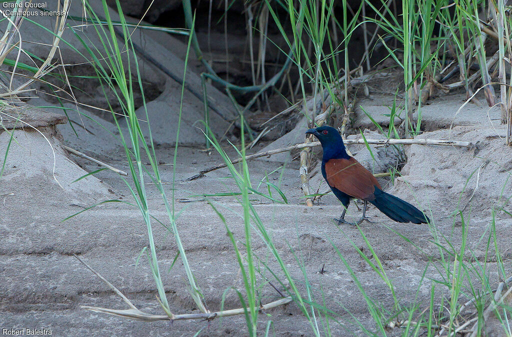 Greater Coucal