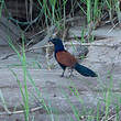 Grand Coucal