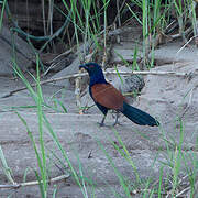 Greater Coucal