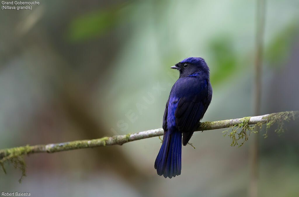 Large Niltava male