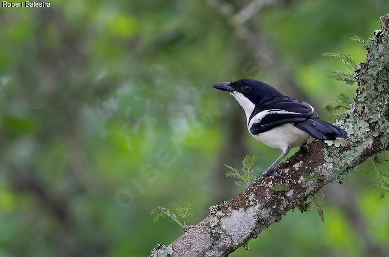 Tropical Boubou