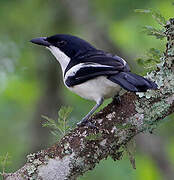 Tropical Boubou