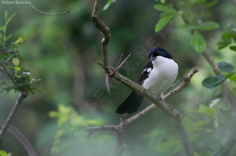 Tropical Boubou