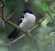 Tropical Boubou