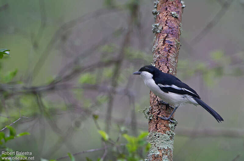 Tropical Boubouadult, identification