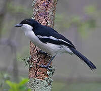 Tropical Boubou