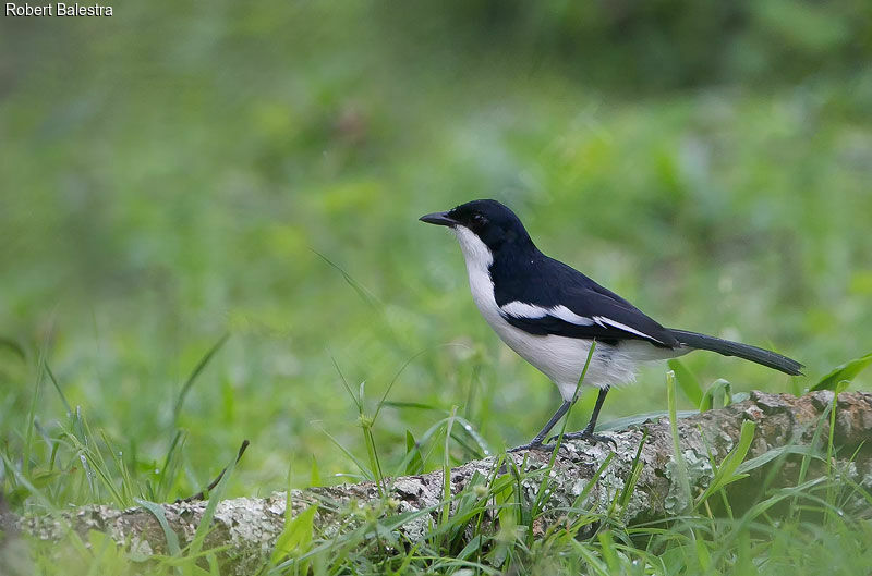 Tropical Boubouadult, identification