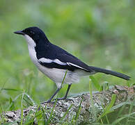 Tropical Boubou