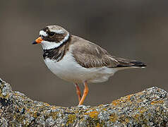 Common Ringed Plover