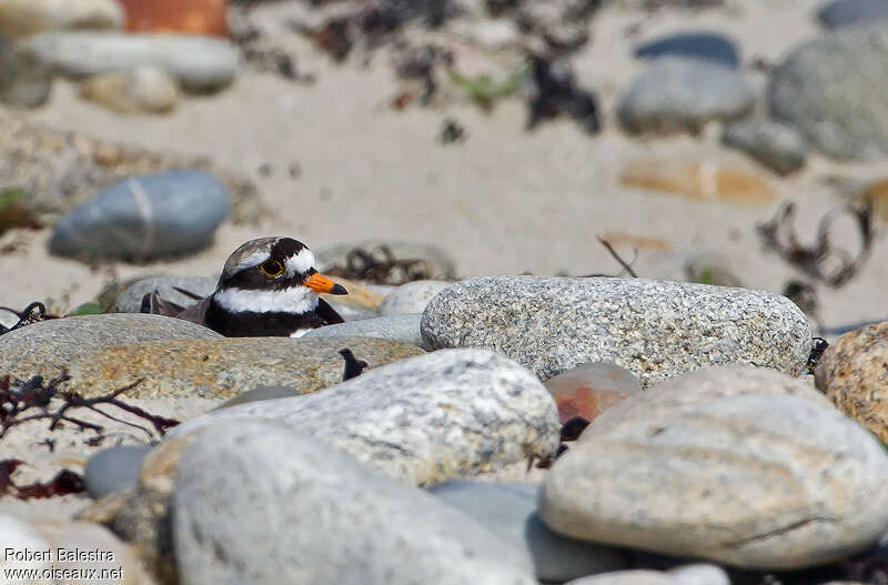 Common Ringed Ploveradult, pigmentation