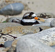 Common Ringed Plover