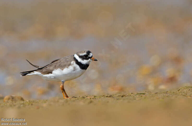 Common Ringed Plover female, identification