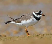 Common Ringed Plover