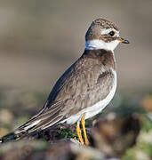 Common Ringed Plover