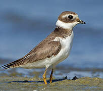 Common Ringed Plover