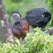 Great Curassow