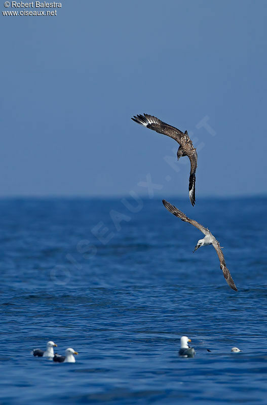 Great Skua